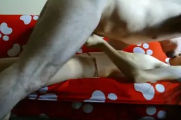 Bokep Indo ABG Jakarta Bispak Skandal ML Hotel Terekam Viral Full HD 2025